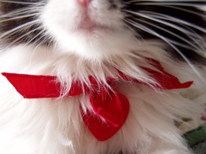 MEOW MERRY CHRISTMAS.